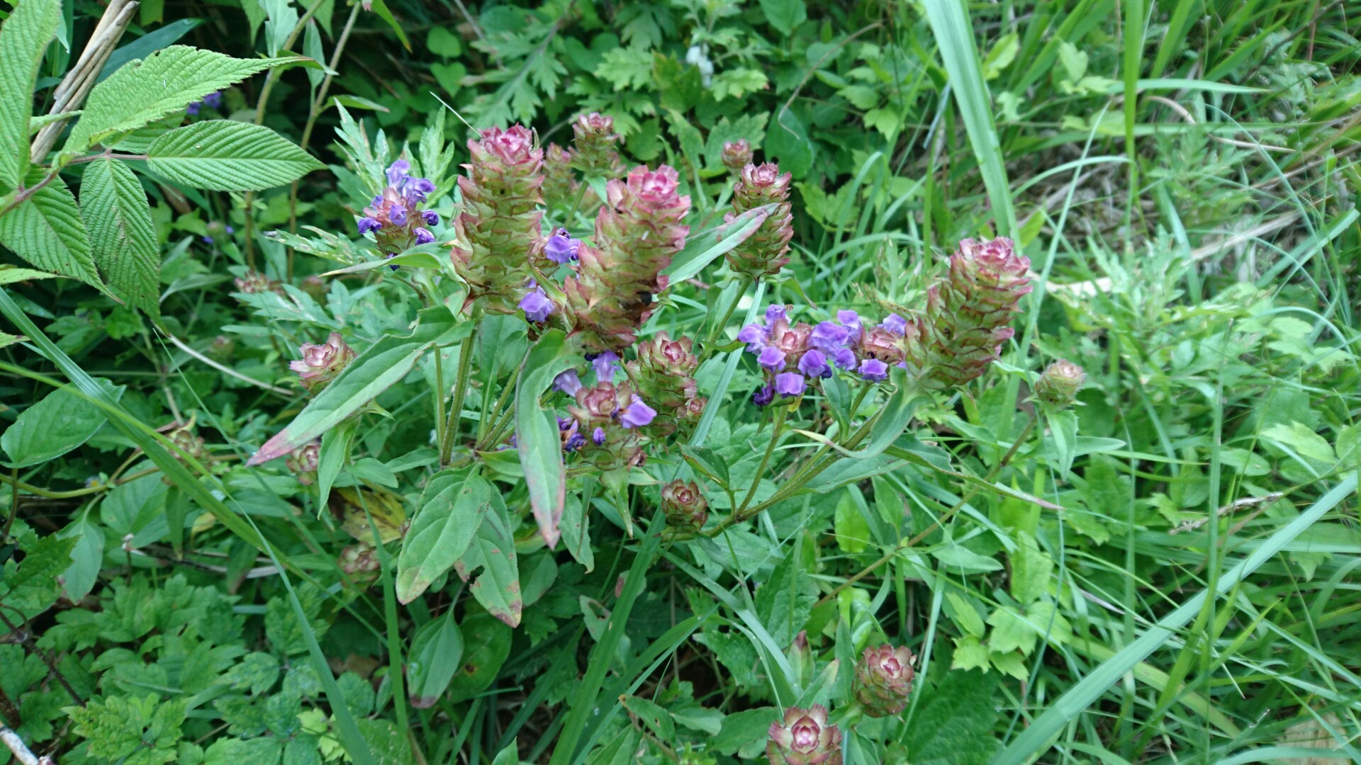 仏教山 古代蓮を見に行きました うさみみ さんの鼻高山 弥山 旅伏山の活動日記 Yamap ヤマップ