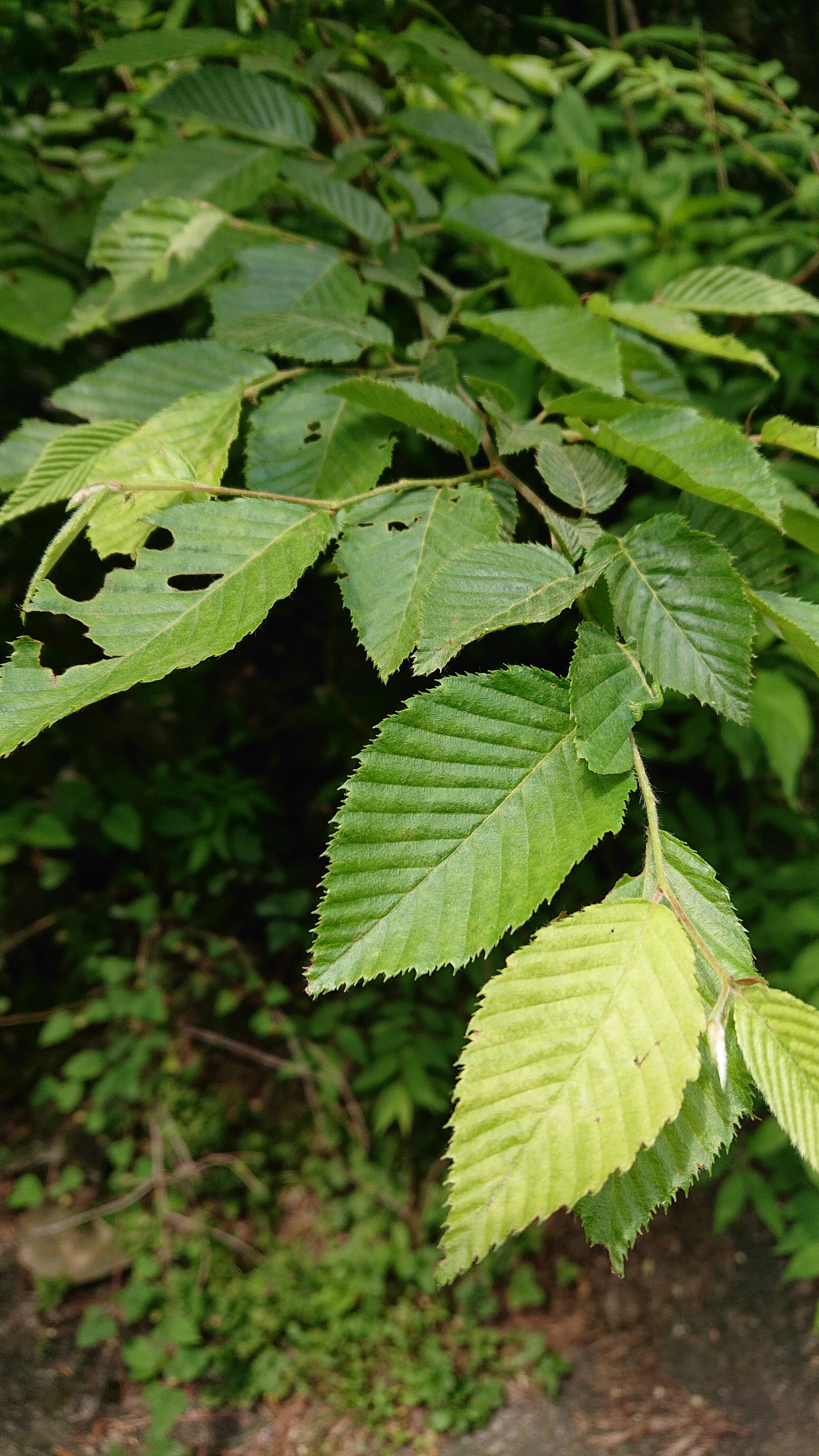 2 2 滋賀森林インストラクター会 下見に初参加 06 06 ハル風花さんの日本コバの活動日記 Yamap ヤマップ