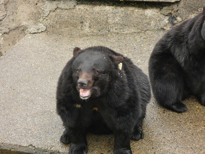 くまくま牧場を出てからすぐ熊を見る Ikkoさんの上権現堂山 下権現堂山 唐松山の活動日記 Yamap ヤマップ
