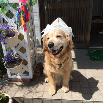 ＡＬＦ。みっちゃん。