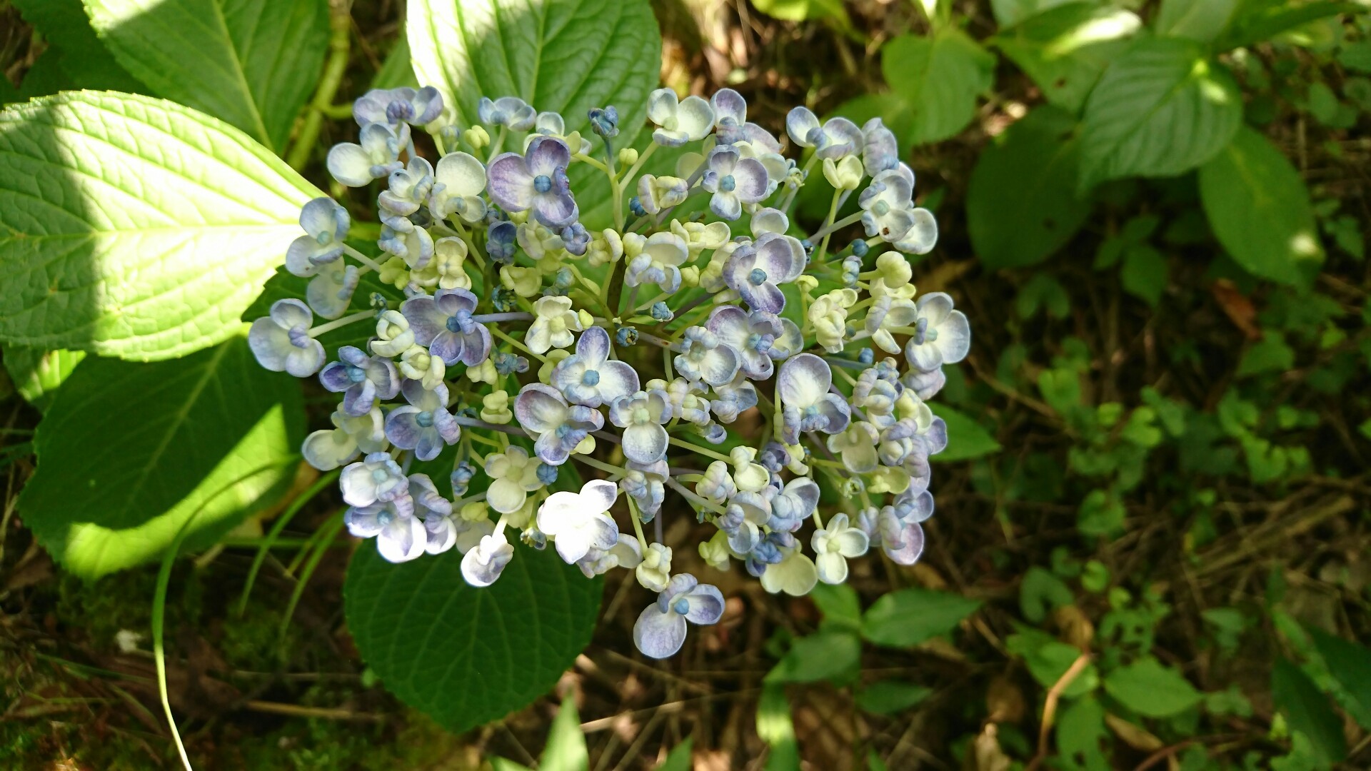031 生駒山 ふたつの幻を求めて ひなさんの生駒山 神津嶽 大原山の活動日記 Yamap ヤマップ