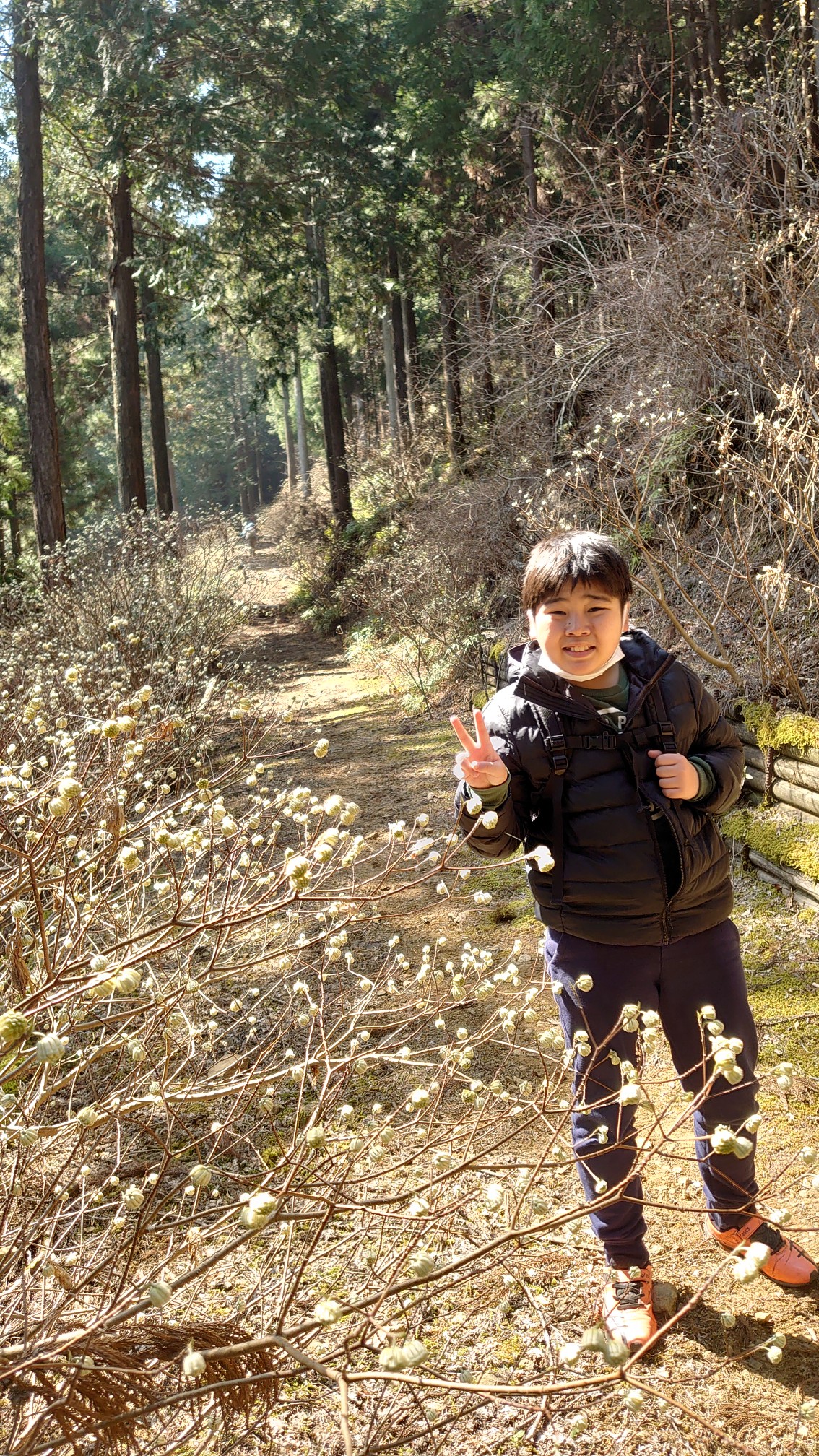 ミツマタ 厚木不動尻キャンプ場跡 Sengoqooさんの丹沢山の活動データ Yamap ヤマップ