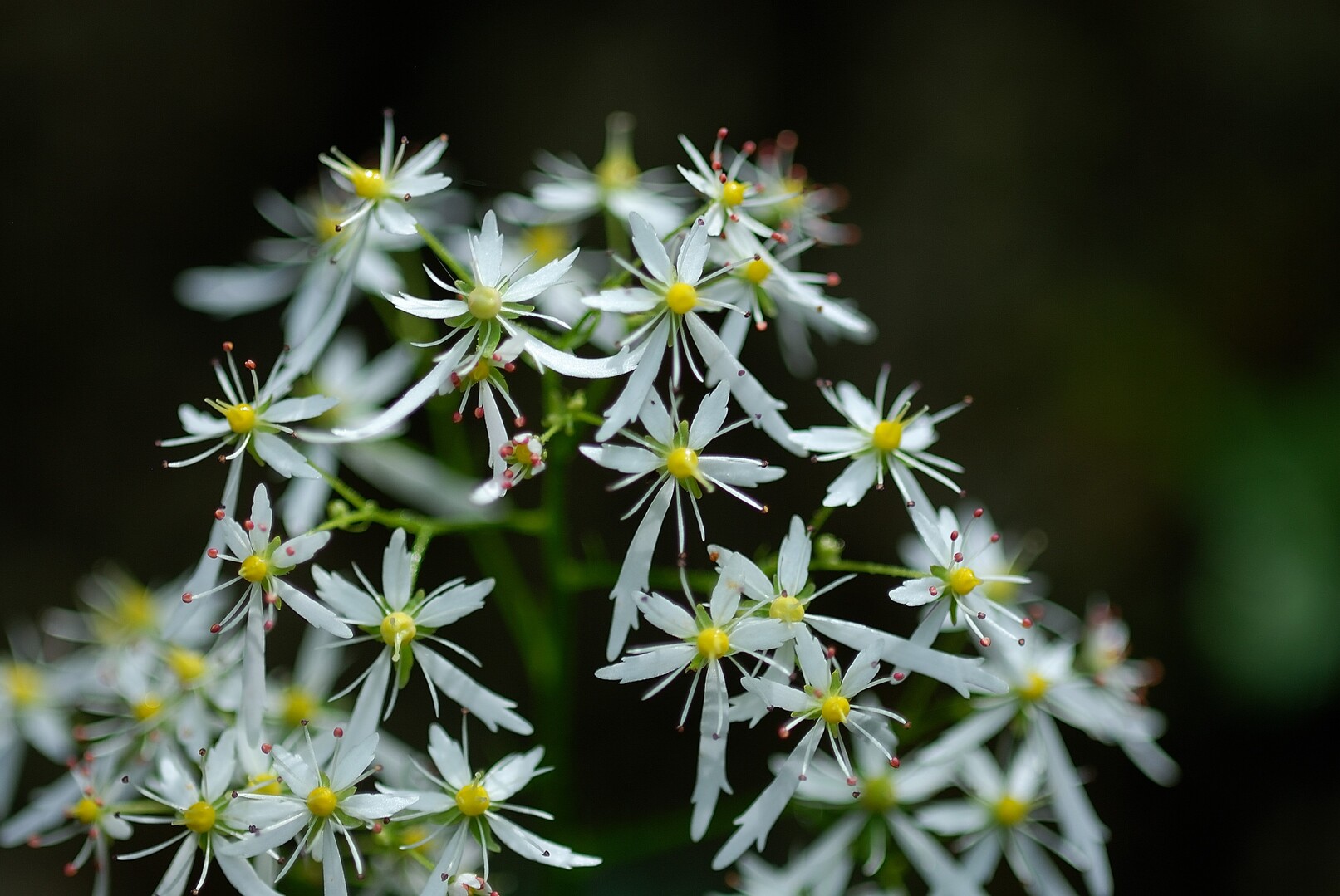 初めての岩屋堂をダイモンジソウ を探して歩いてみる Estudioさんの岩巣山 三国山 折平山の活動日記 Yamap ヤマップ