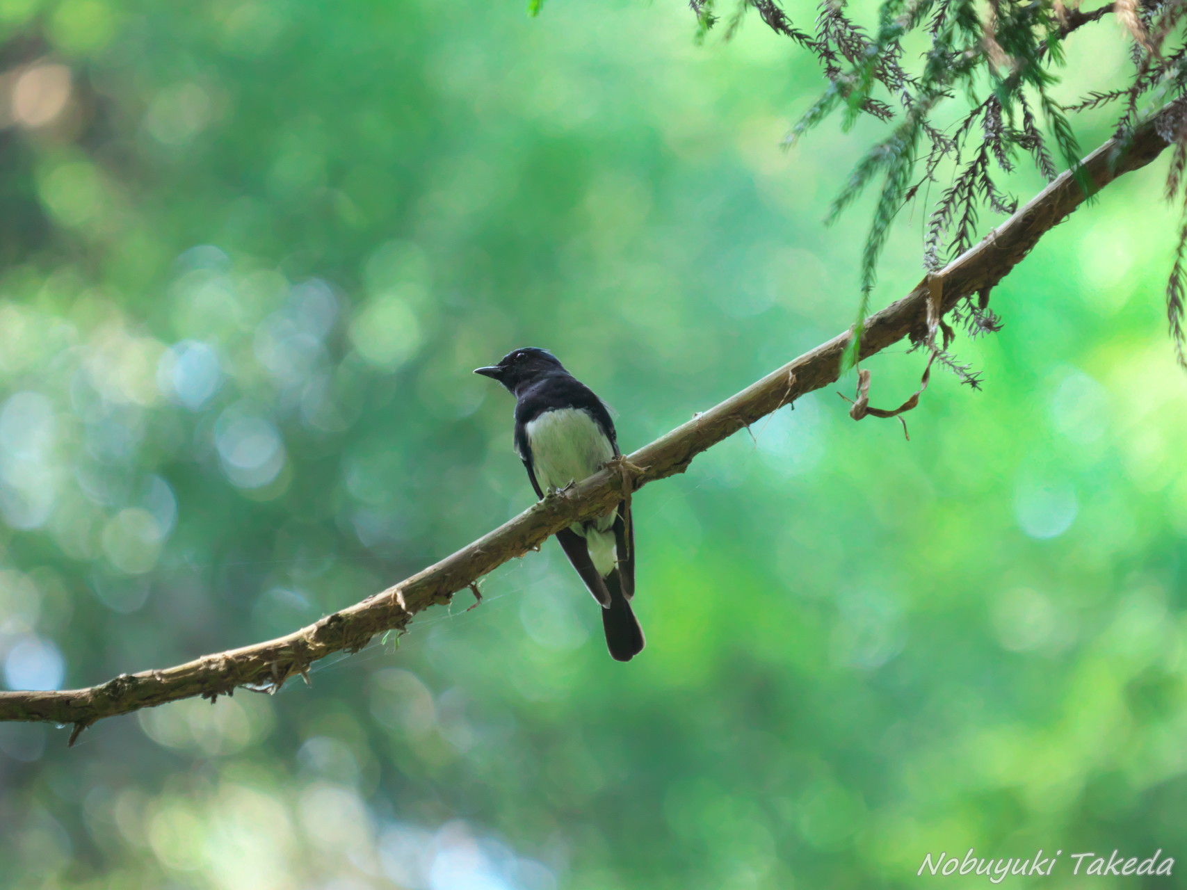やっぱり野鳥を探して 日影 小仏城山ピストン たけぱぱさんの高尾山 陣馬山 景信山の活動データ Yamap ヤマップ