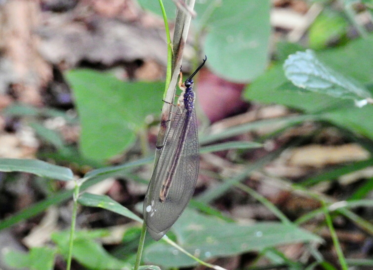 藤沢 新林公園へ ｳｽﾊﾞｶｹﾞﾛｳ なっちゃん さんの藤沢市の活動日記 Yamap ヤマップ