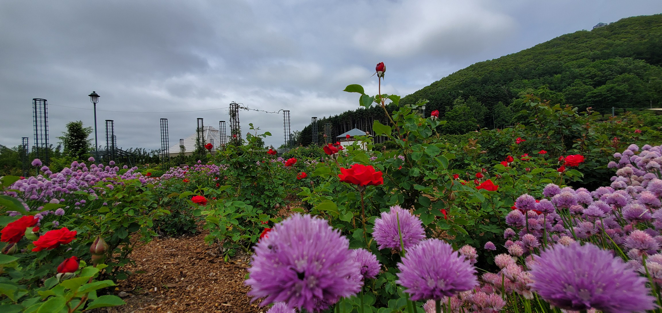 いわみざわ公園 バラ園 利根別自然公園 そうちゃんさんの利根別自然公園の活動データ Yamap ヤマップ