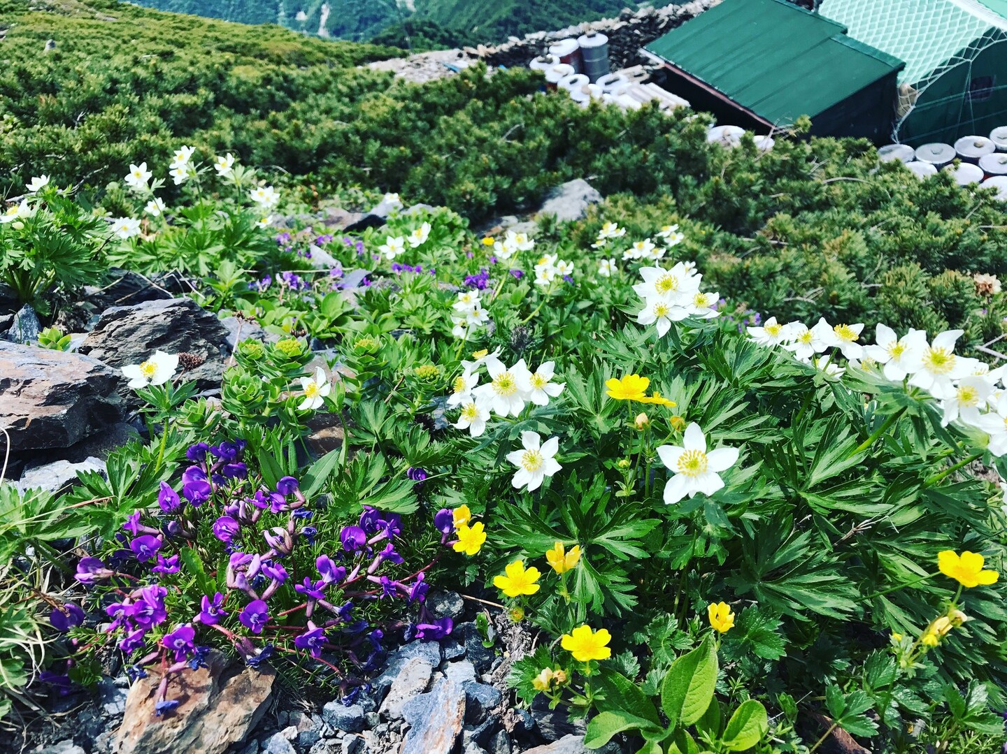 お花畑を見に北岳へ ともさんの北岳 間ノ岳 農鳥岳の活動データ Yamap ヤマップ