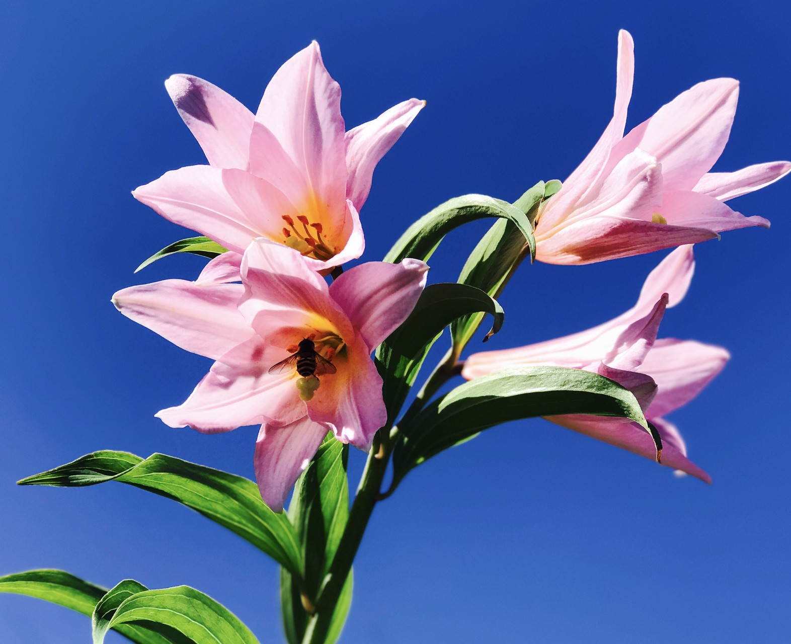 大鳥池 タキタロウ山荘 より以東岳周回 よっちゃん さんの以東岳 寒江山 天狗角力取山の活動日記 Yamap ヤマップ