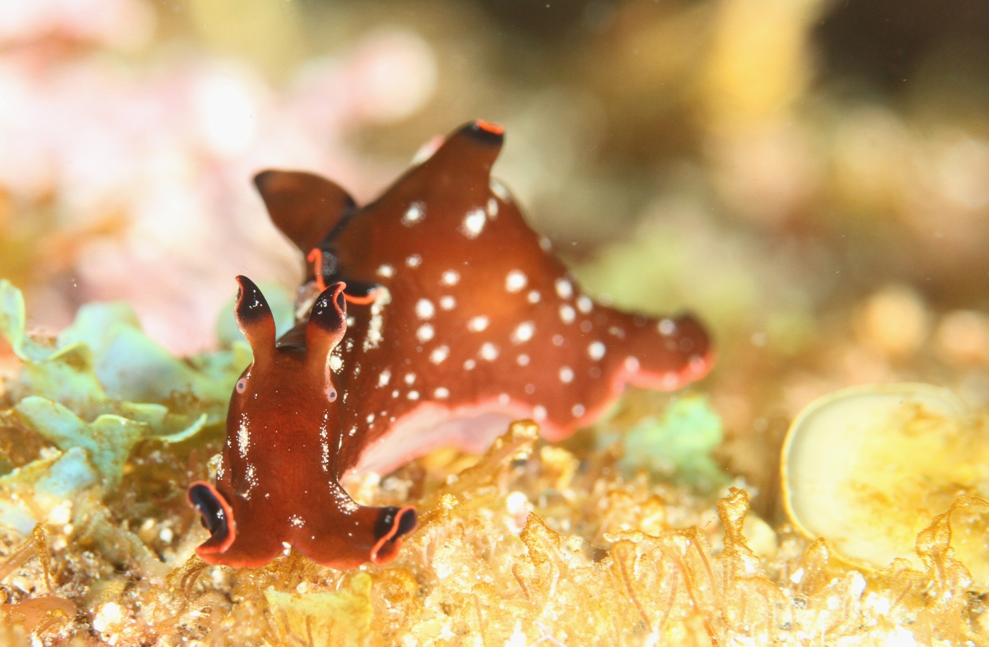 真夏の伊豆高原 ユユ さんの古城山 大平山 伊東アルプスの活動日記 Yamap ヤマップ