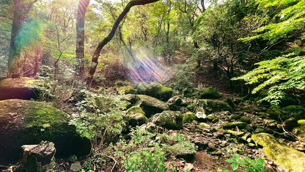 天城峠バス停 天城峠 向峠 上り御幸歩道入口 八丁池 白田 縦走コースの地図 登山ルート 登山口情報 Yamap ヤマップ