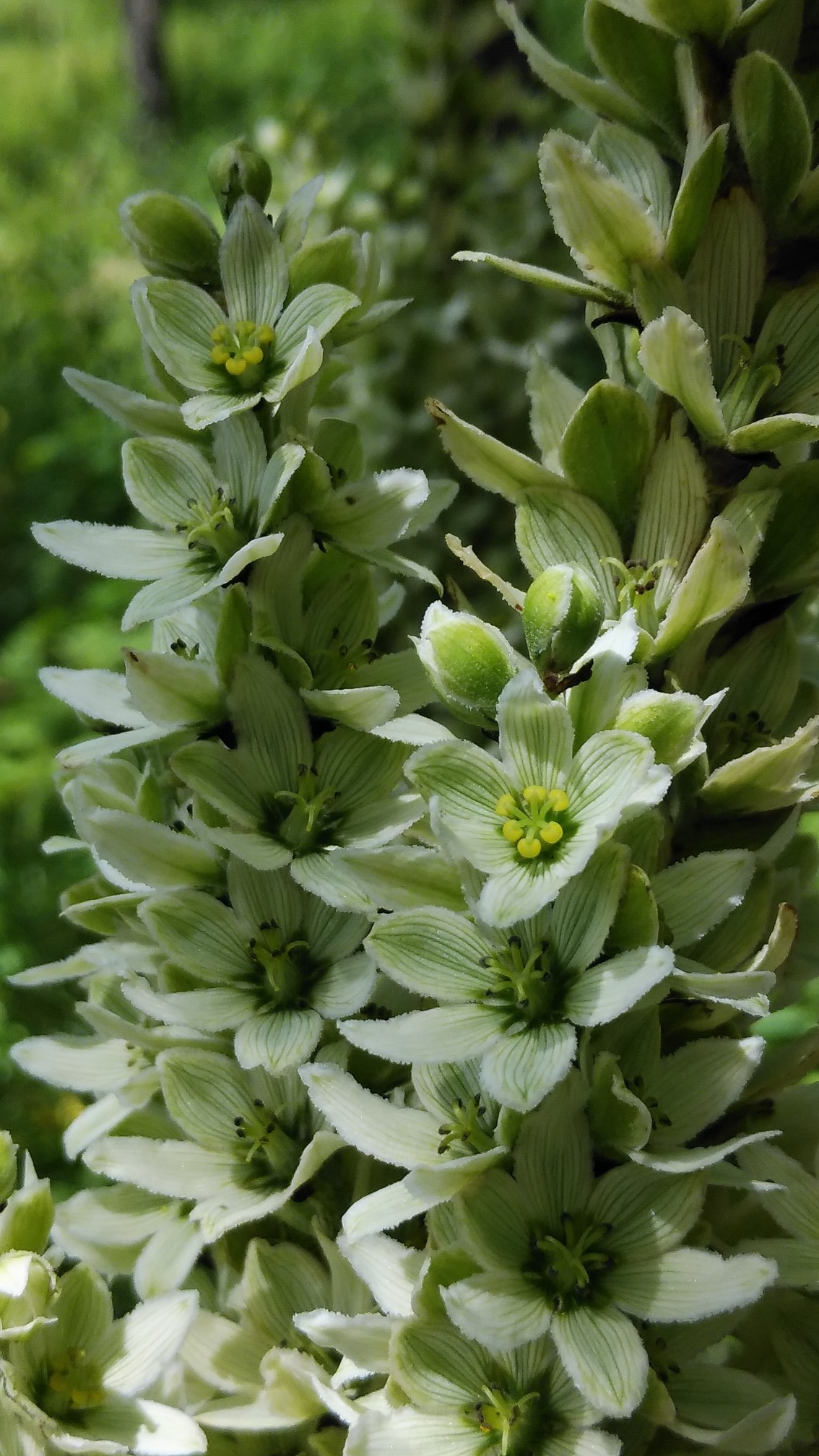 夏の花 真っ盛り うさぎ さんの入笠山の活動日記 Yamap ヤマップ