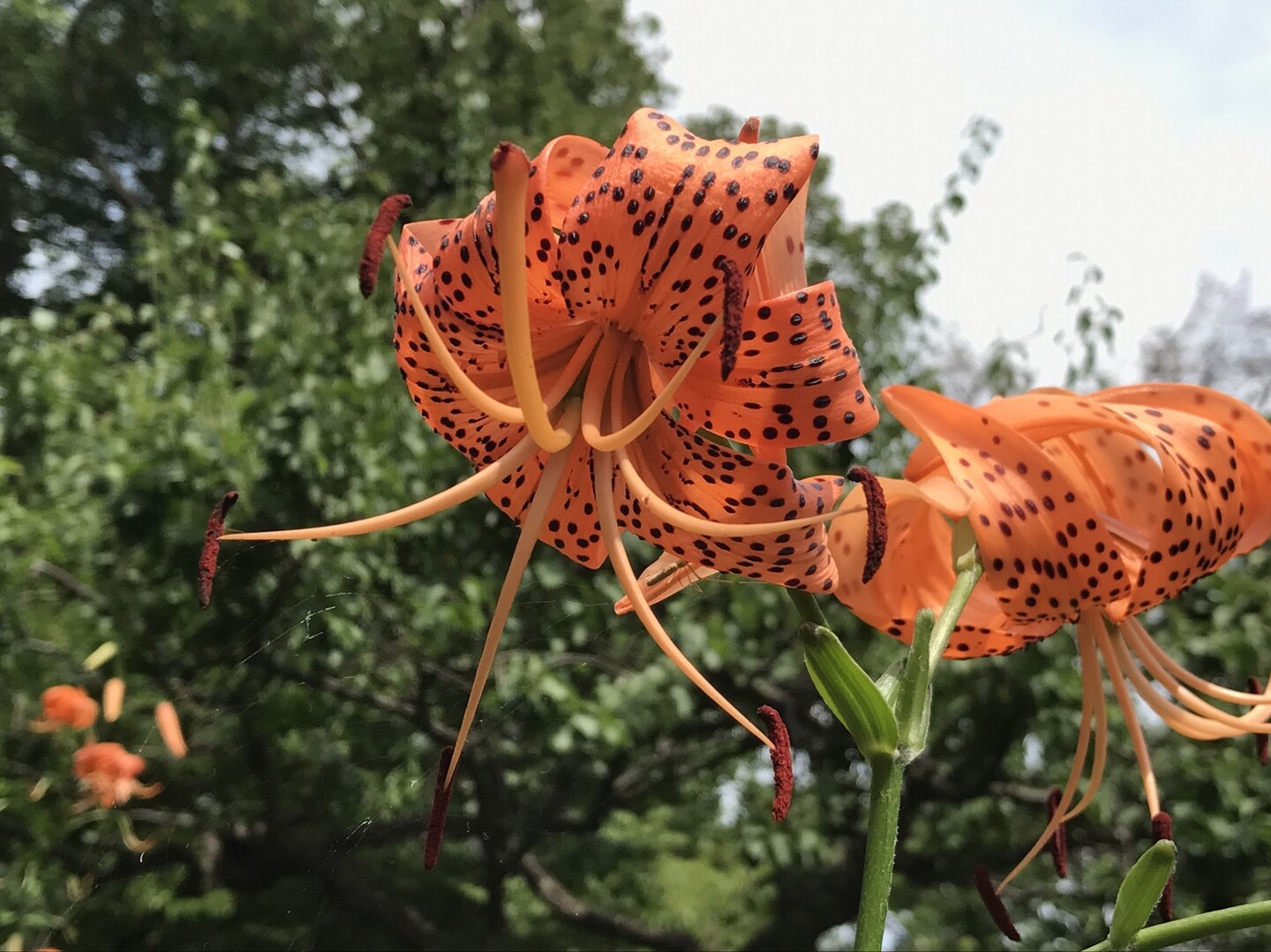 花と池の井の頭公園 Kawauso さんの東京都23区 西エリアの活動データ Yamap ヤマップ