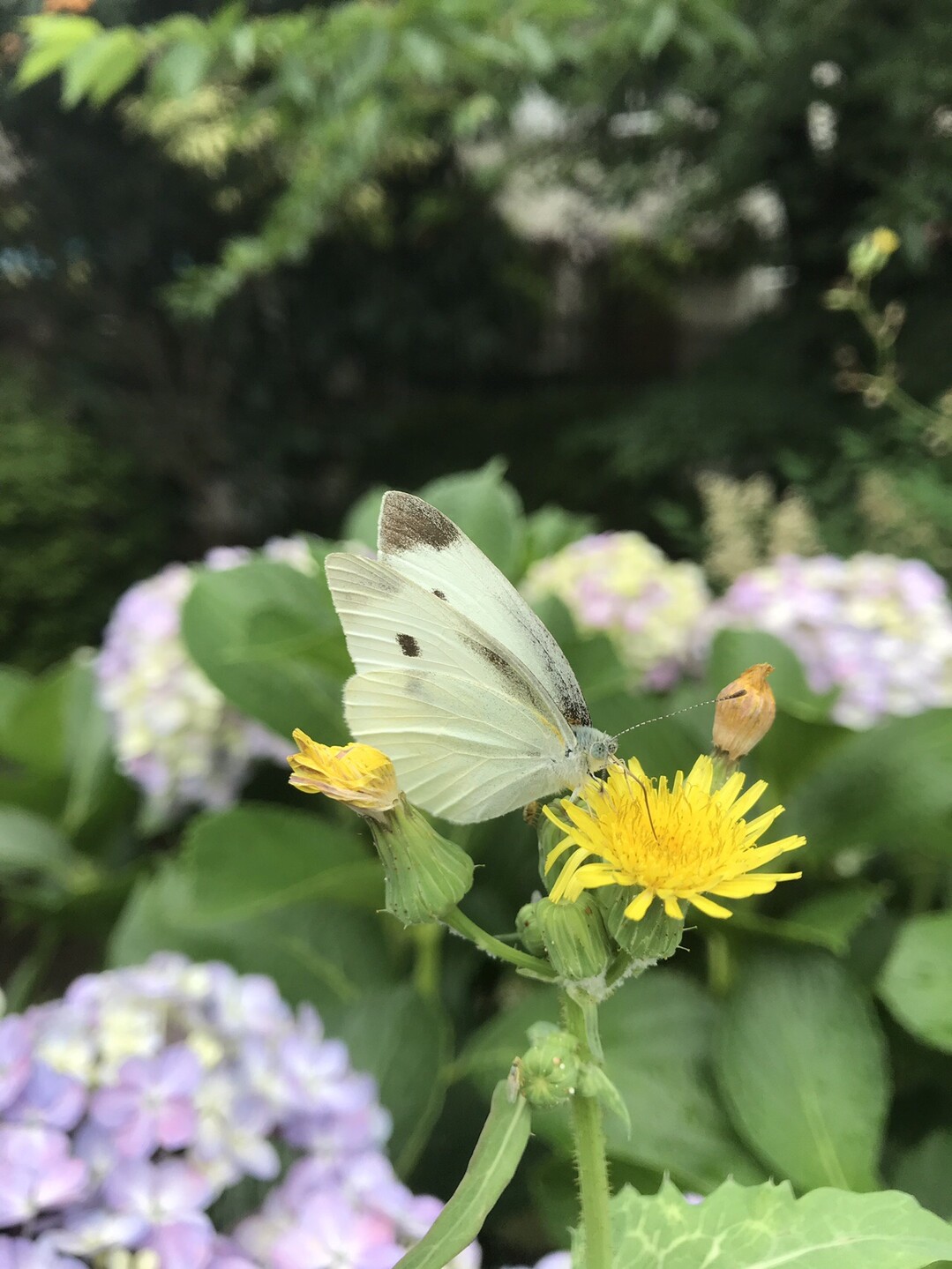 トケイソウ咲く二ヶ領用水へ 国分寺市の写真2枚目 モンシロチョウ 時期3 11月 羽は白く Yamap ヤマップ