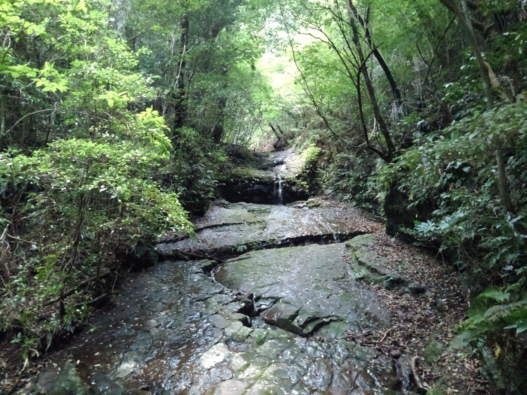 猪八重渓谷散策途中断念 あきさんの双石山 花切山 岩壺山の活動データ Yamap ヤマップ
