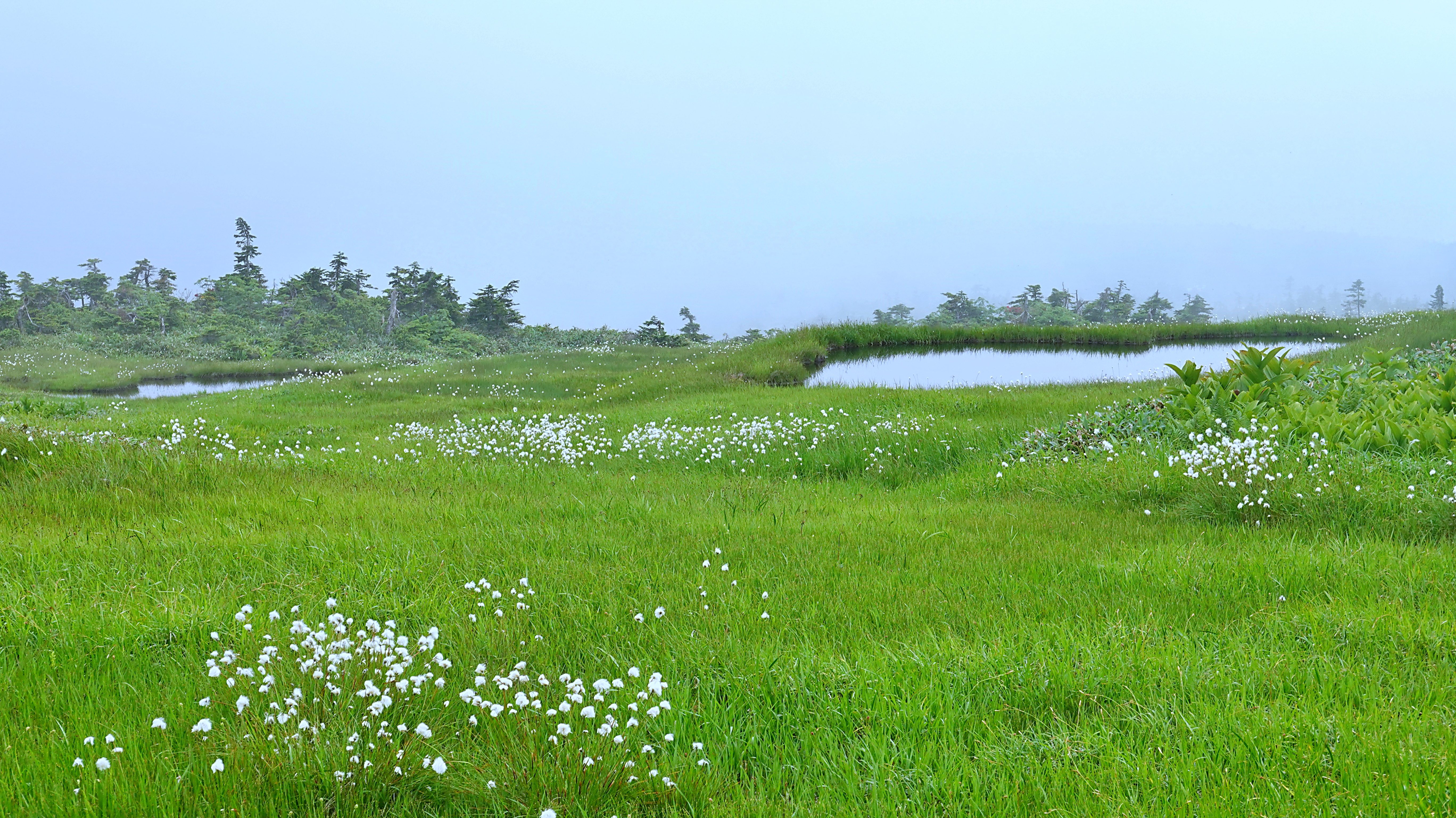 苗場山 山頂はワタスゲと池塘の楽園でした Kazuさんの苗場山 赤倉山 佐武流山の活動データ Yamap ヤマップ