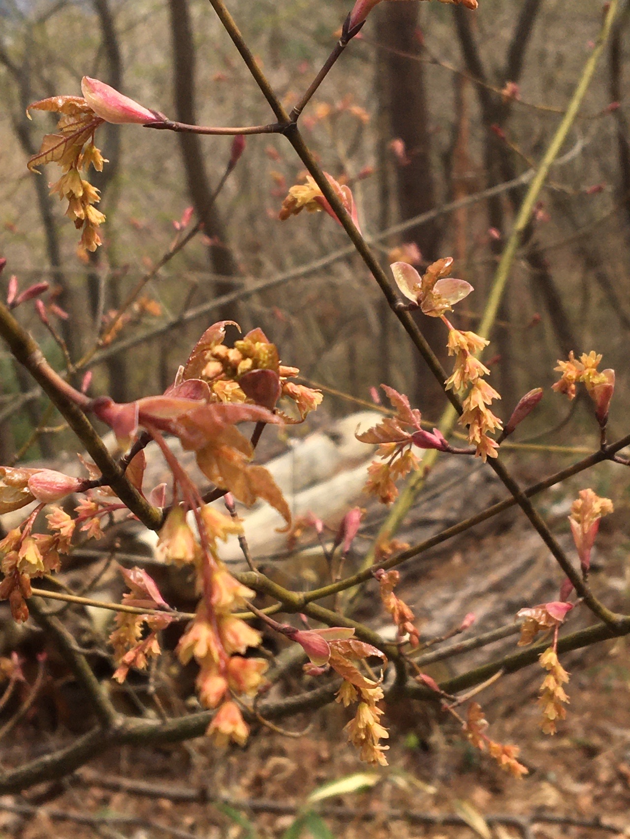 自然観察会 という贅沢 スミレ編 ほりさんの福島市の活動日記 Yamap ヤマップ
