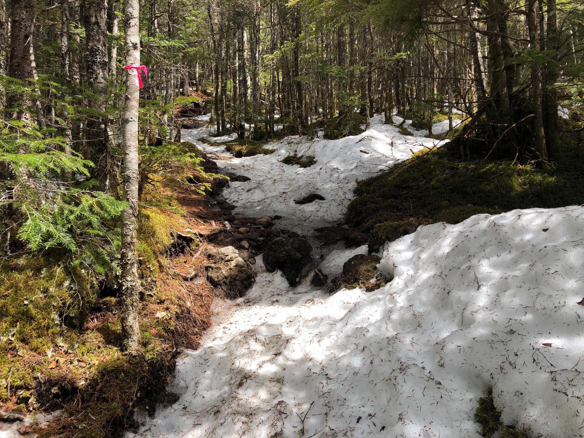 ずーっと、残雪続き、早めアイゼン大正解。