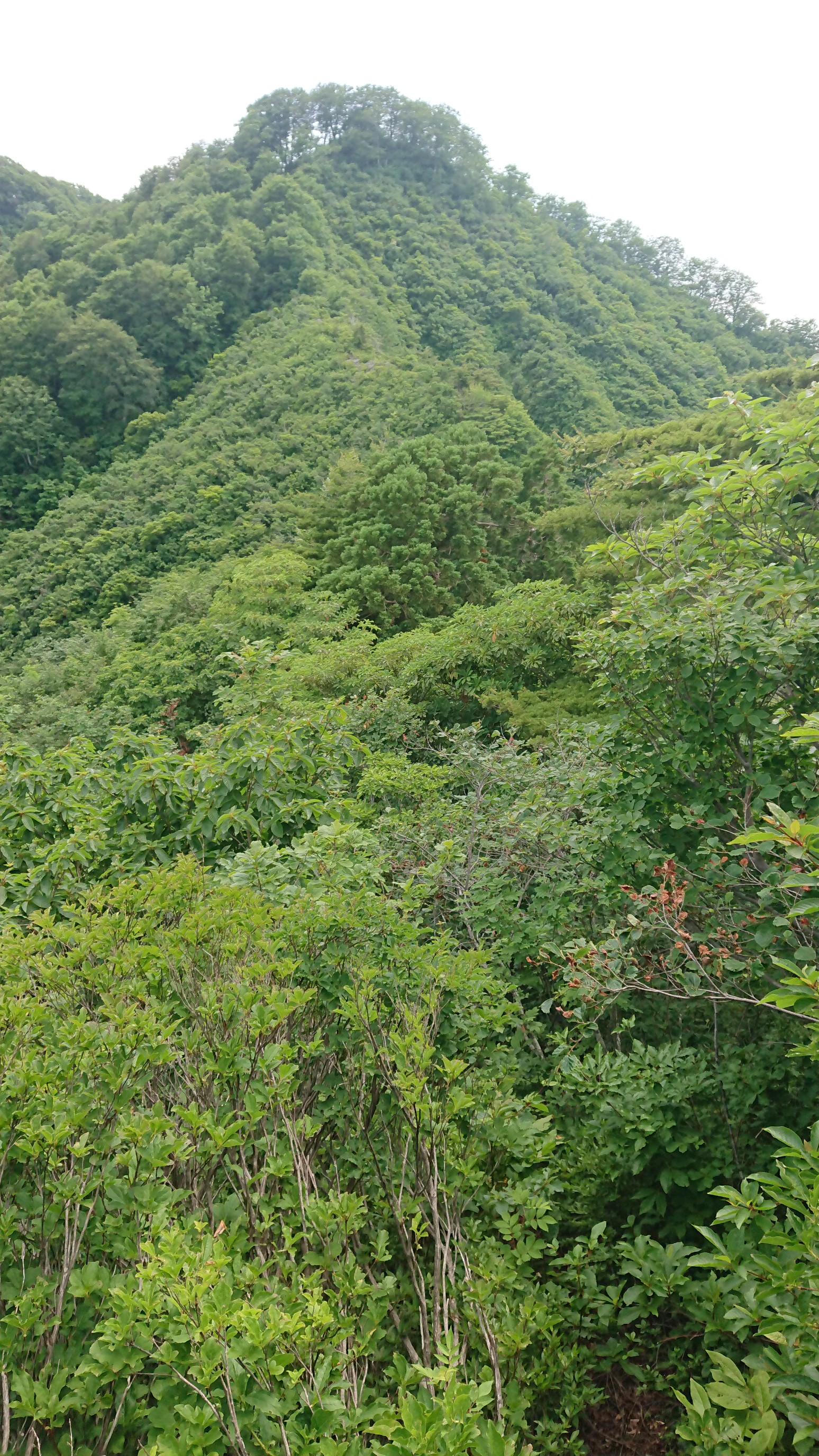 木六山・銀次郎山 緑が濃い