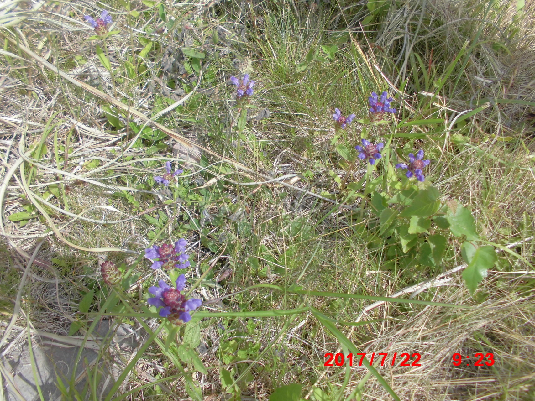 天空のお花畑 美ヶ原を行く Yamayamaya さんの美ヶ原の活動データ Yamap ヤマップ