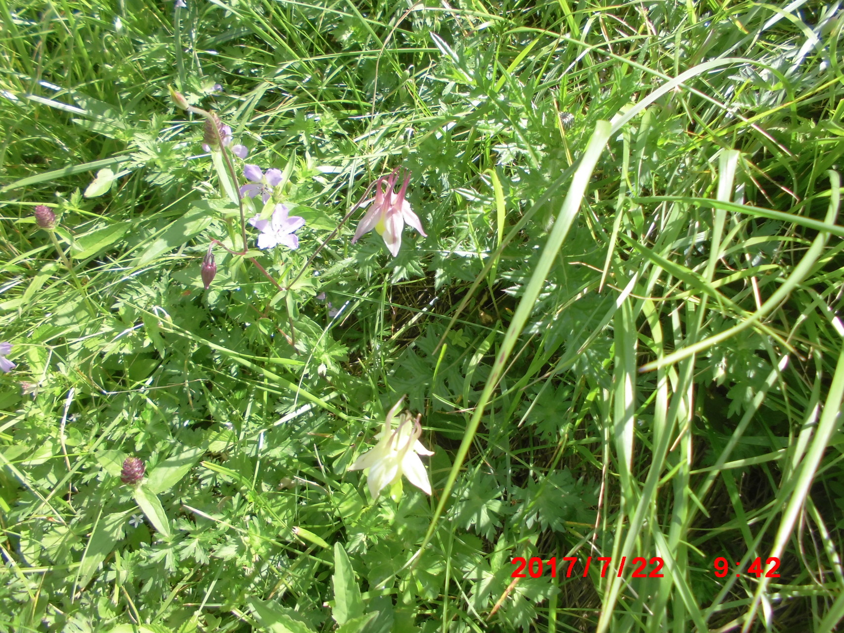 天空のお花畑 美ヶ原を行く Yamayamaya さんの美ヶ原の活動データ Yamap ヤマップ