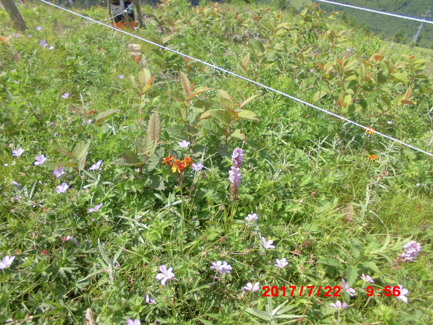 天空のお花畑 美ヶ原を行く Yamayamaya さんの美ヶ原の活動データ Yamap ヤマップ