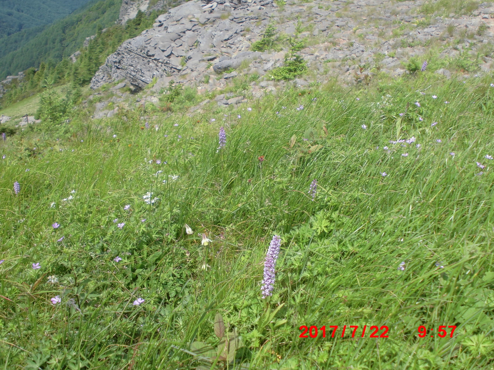 天空のお花畑 美ヶ原を行く Yamayamaya さんの美ヶ原の活動データ Yamap ヤマップ