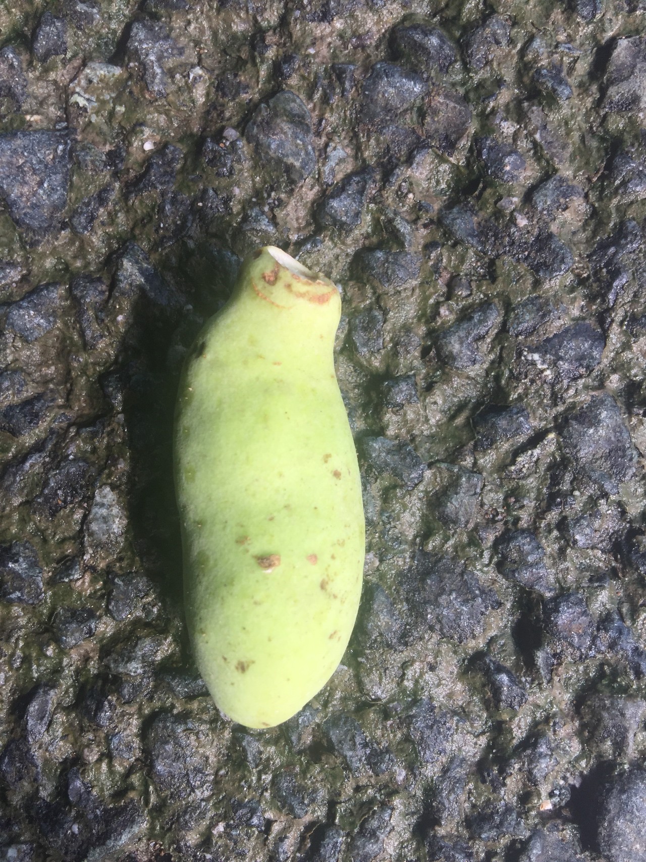 万日山 かいくんさんの熊本市 中央 北エリアの活動データ Yamap ヤマップ