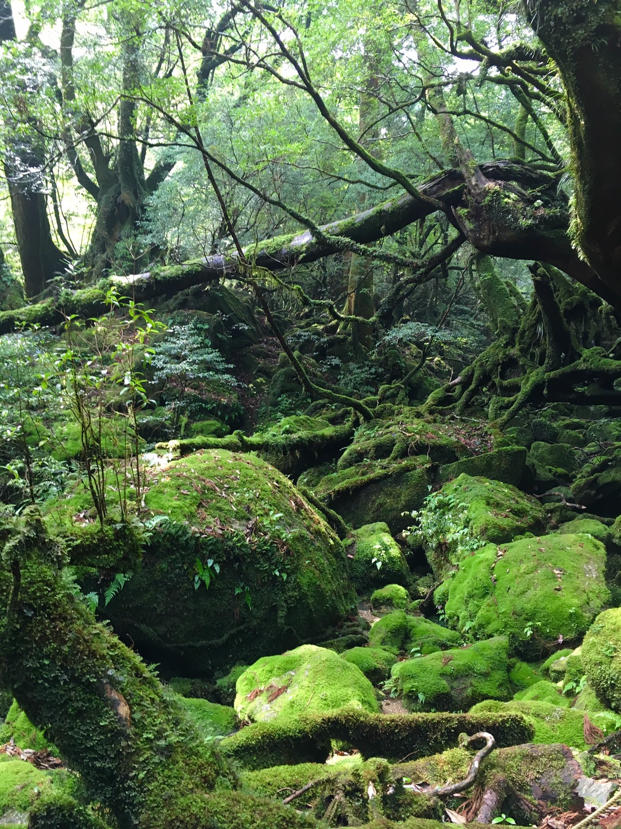 屋久島② 白谷雲水峡【弥生杉〜奉行杉〜太鼓岩コース】 / ようこさんの屋久島・宮之浦岳の活動データ | YAMAP / ヤマップ