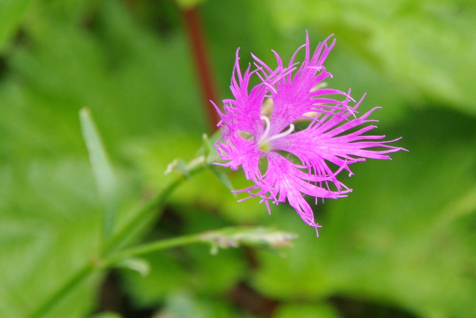 伊吹山 夏の花 ヤマノボラー Minaphmさんの伊吹山 伊吹高原 御座峰の活動日記 Yamap ヤマップ