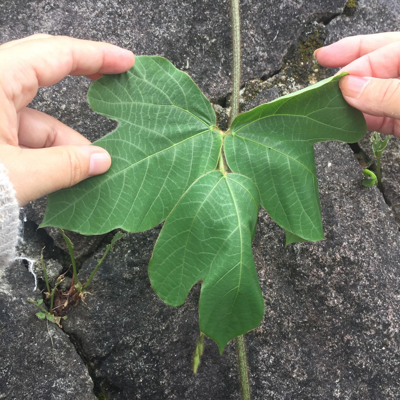 能勢妙見山 自然観察 Tomo Tiro さんの能勢妙見山 歌垣山 天台山の活動日記 Yamap ヤマップ