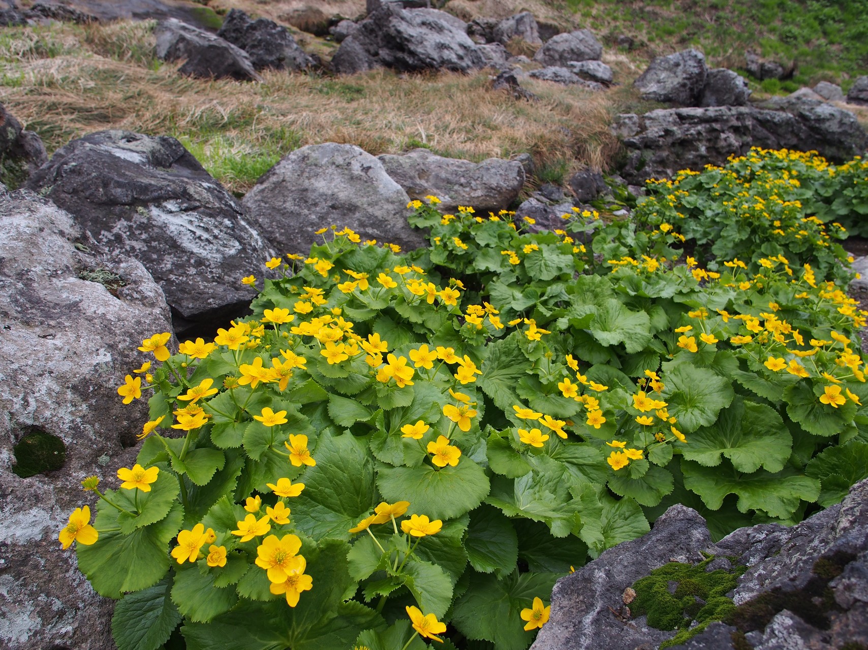 お花畑を越えて秘湯 へ 裾合平 中岳温泉 かおさんの大雪山系 旭岳 トムラウシの活動日記 Yamap ヤマップ