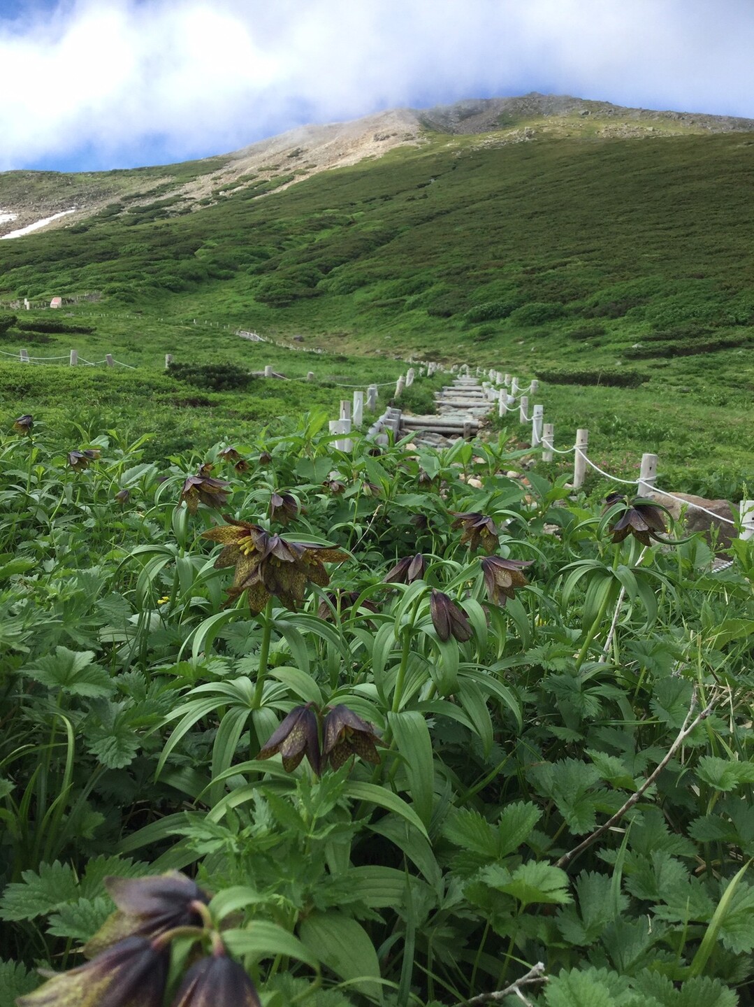 やっぱり白山のクロユリはすごい バツこさんの白山 別山 銚子ヶ峰の活動日記 Yamap ヤマップ