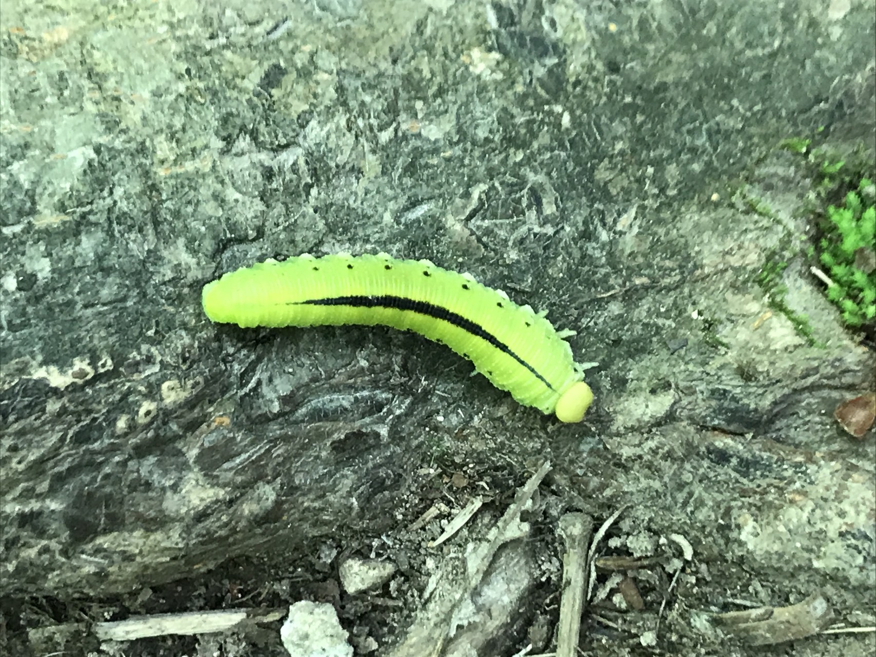 銭函天狗山 じぇんこさんの春香山 銭函峠 銭函天狗山の活動日記 Yamap ヤマップ