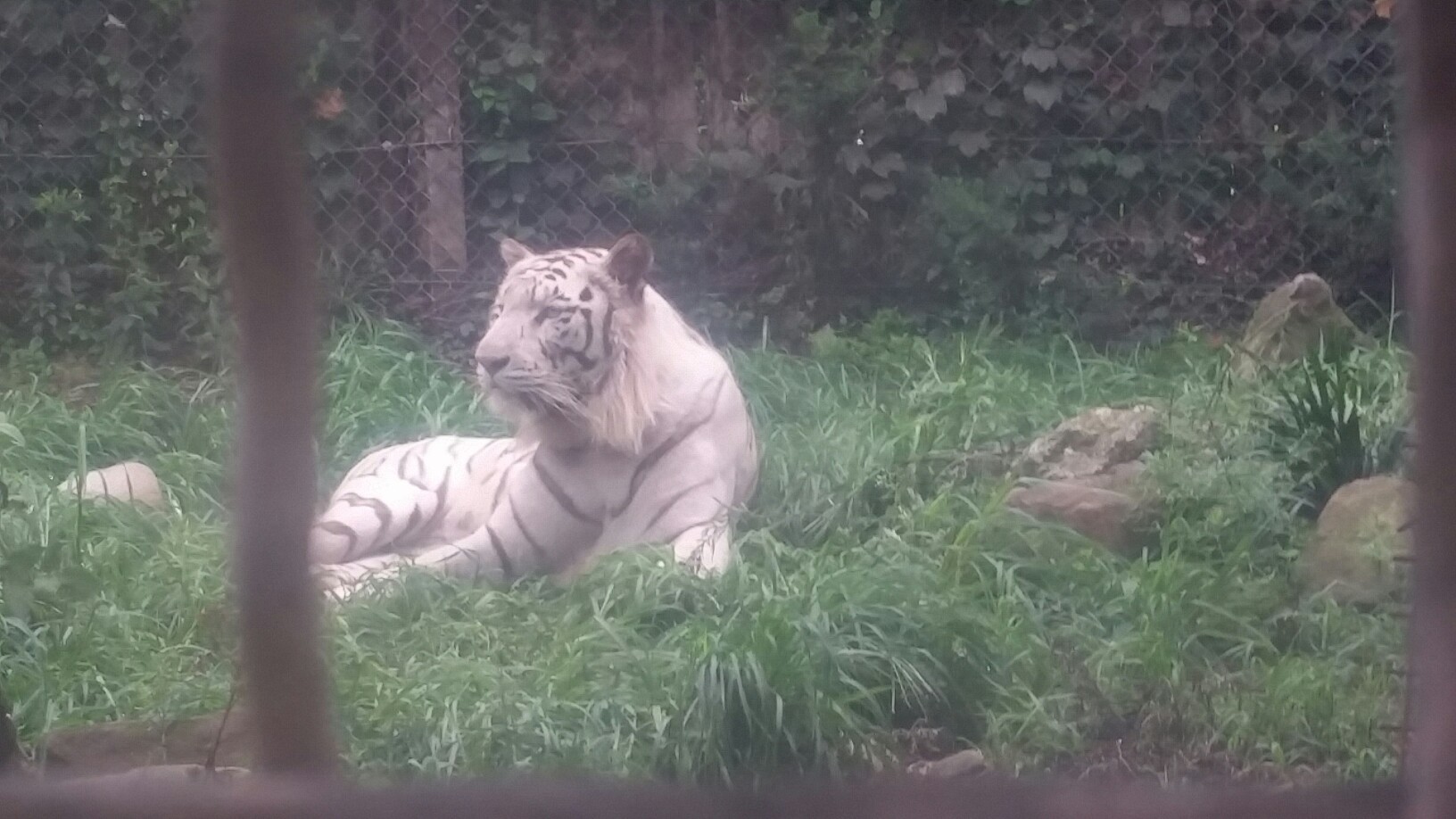 17年7月30日 友達と行くpart10 群馬サファリパーク みきのすけさんの妙義山 天狗岳 相馬岳の活動日記 Yamap ヤマップ