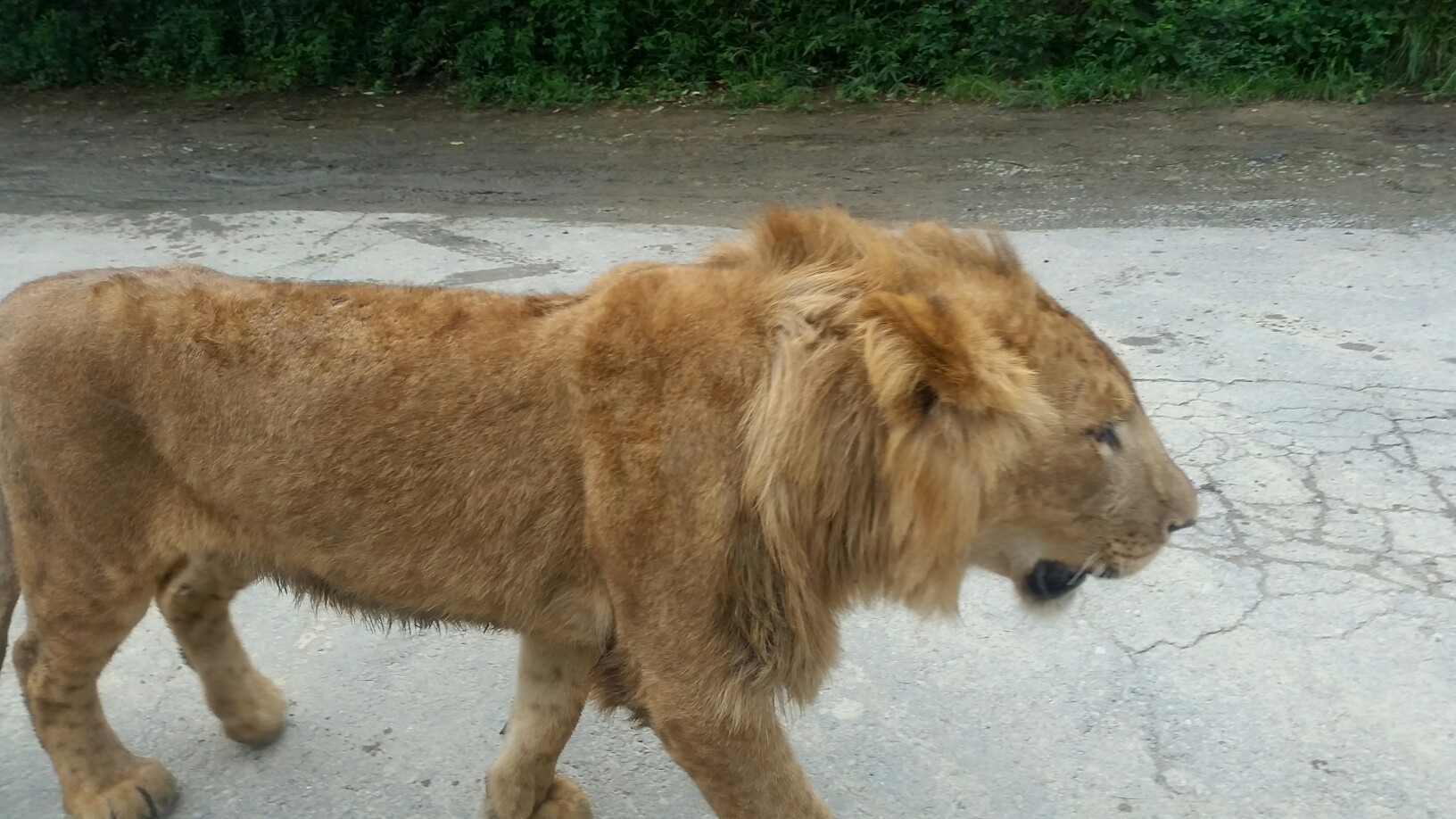 2017年7月30日 友達と行くpart10 群馬サファリパーク みきのすけさんの妙義山 天狗岳 相馬岳の活動日記 Yamap ヤマップ