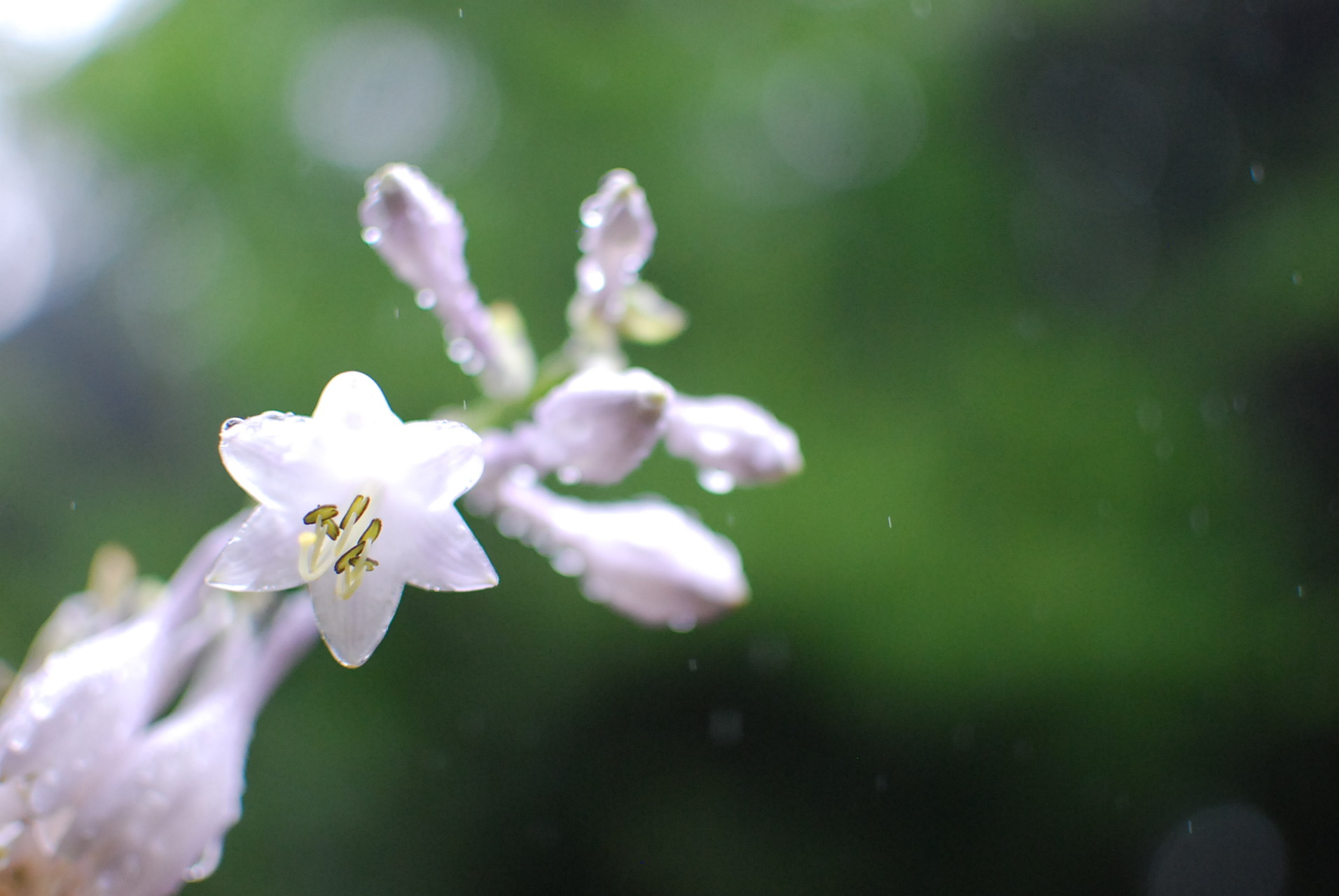 高尾山 花の撮影会 ぴよぴよさんの高尾山 陣馬山 景信山の活動データ Yamap ヤマップ