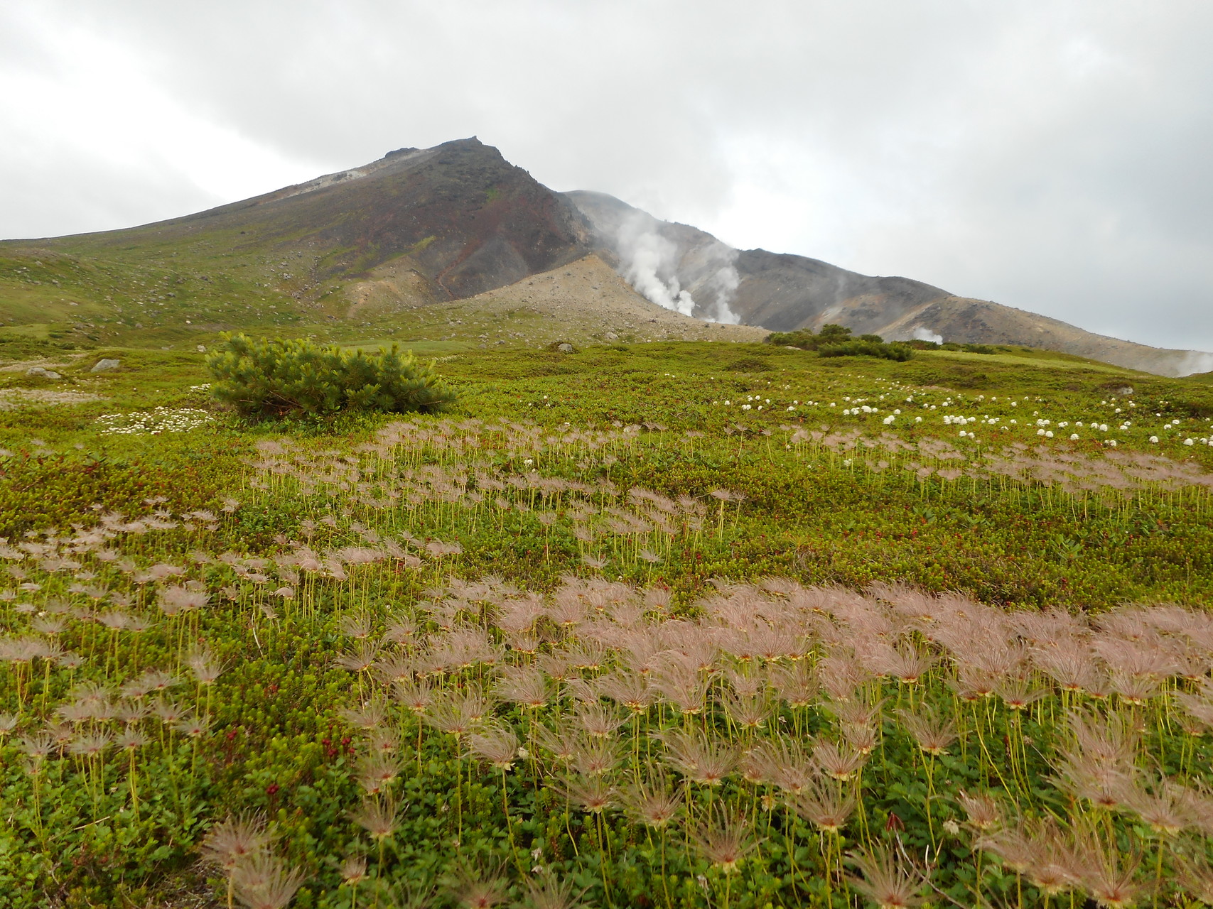 旭岳 カムイミンタラ８座巡り Kyo さんの大雪山系 旭岳 トムラウシの活動日記 Yamap ヤマップ