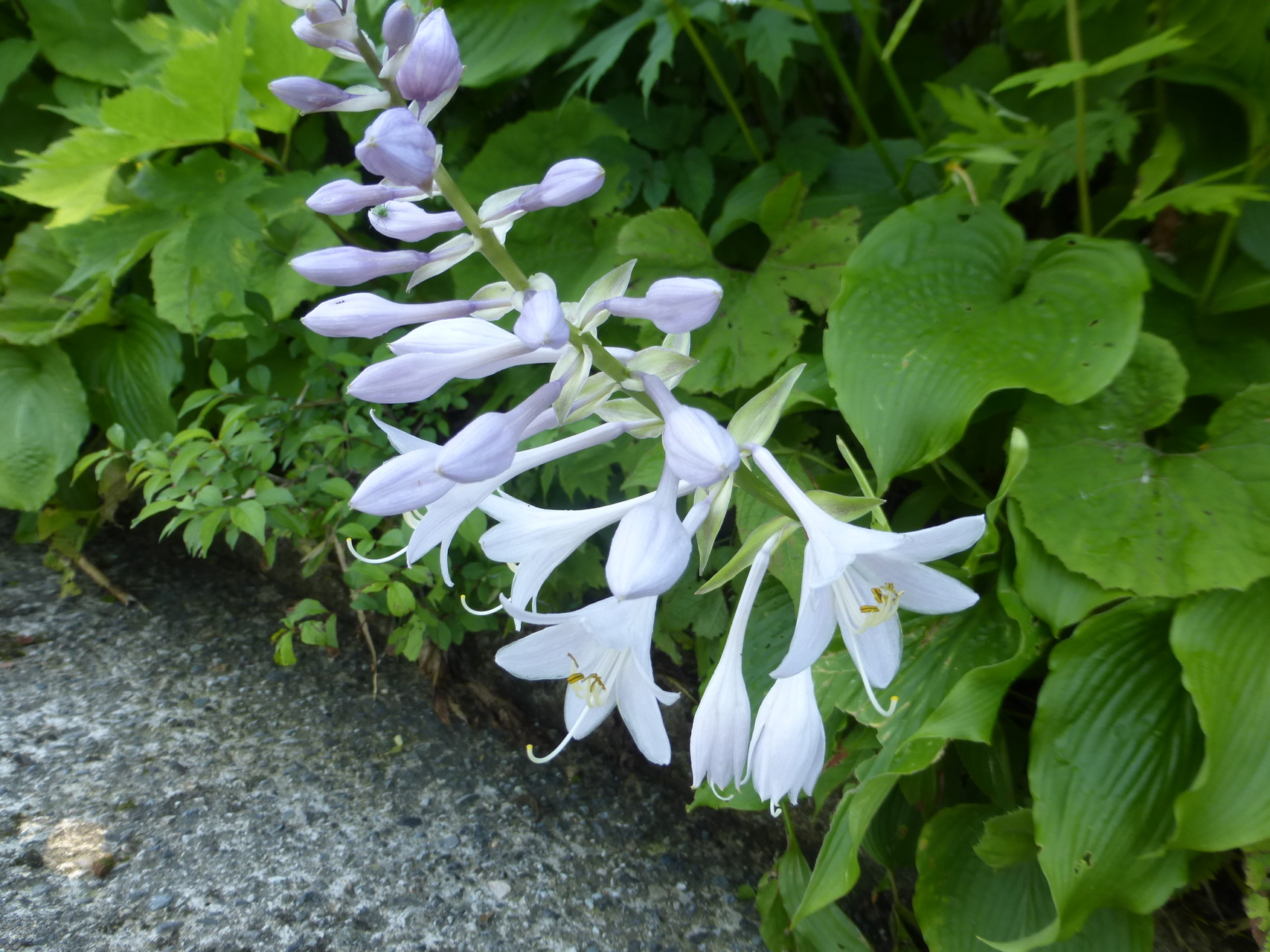 初 白木峰 標高1577m 富山 オオバギボウシ ニッコウキスゲ ササユリetc と還水公園と世界一美しいスタバ あかりさんの白木峰 小白木峰の活動日記 Yamap ヤマップ