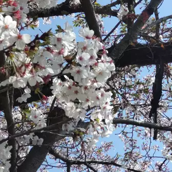 とにかくあちこちに桜が綺麗だった！
