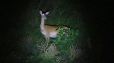 夜 鹿 伊吹 こういちさんの伊吹山 伊吹高原 御座峰の活動データ Yamap ヤマップ