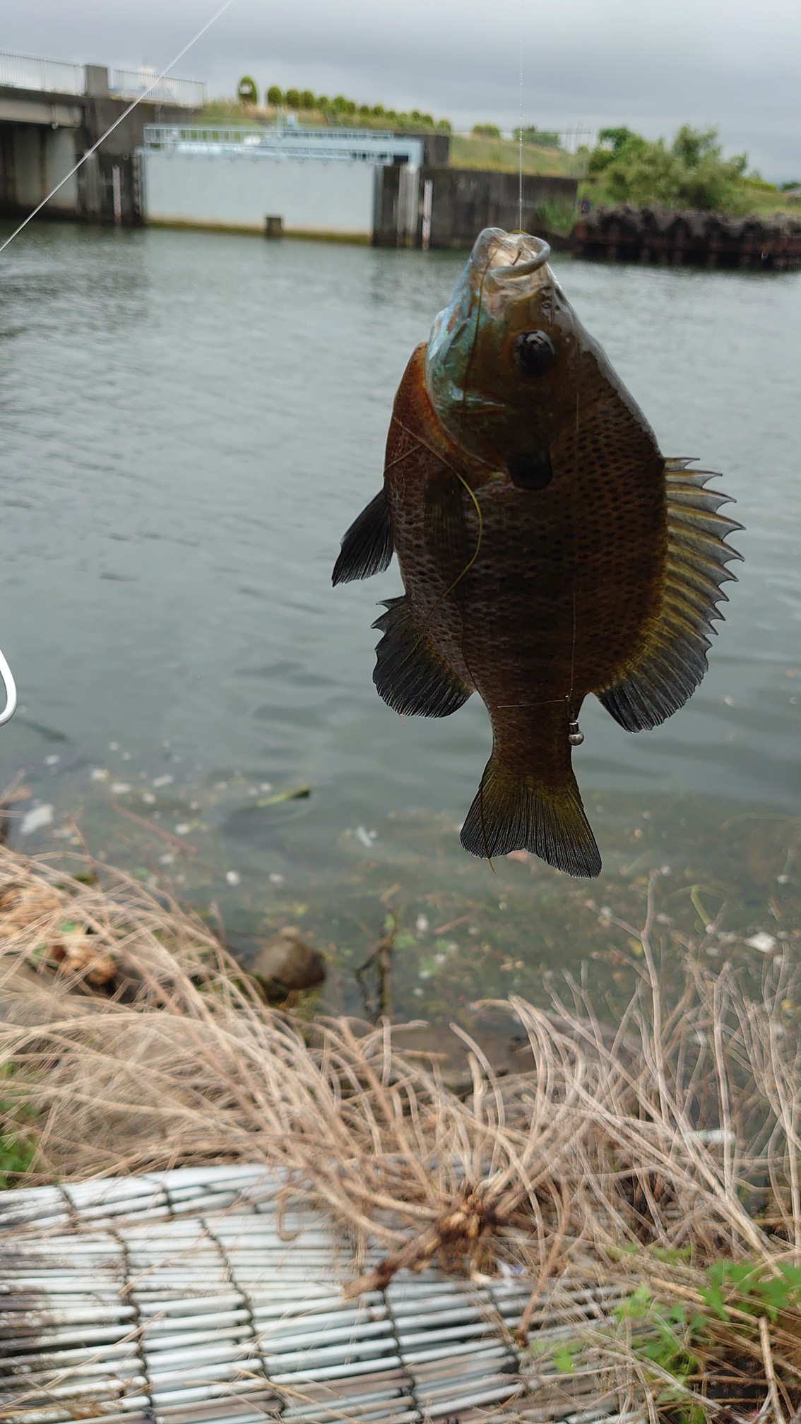 もう一つの癒し時間 釣りップ 春 ともさんの大津市の活動日記 Yamap ヤマップ