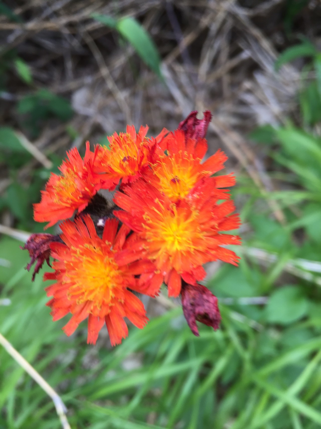 十勝岳温泉 上富良野岳 上ホロカメットク山 十勝岳 Taikaと銀子さんの十勝岳 富良野岳 美瑛岳の活動日記 Yamap ヤマップ