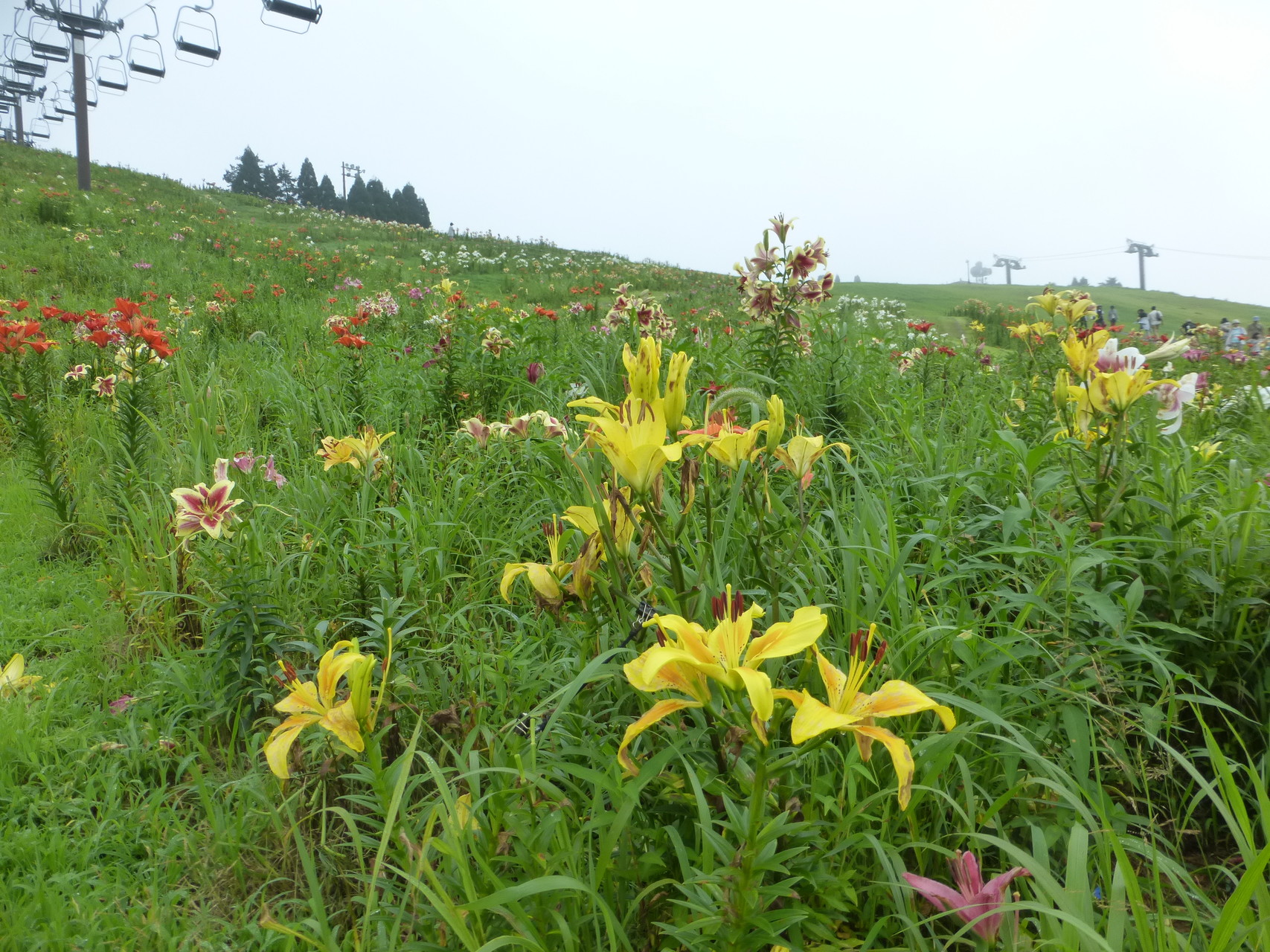 初 箱館山 標高690m 滋賀県 淡海湖 ゆり園 迷い続きの管理されていない道 レインウエアの検証は あかりさんの琵琶湖 北側の活動データ Yamap ヤマップ