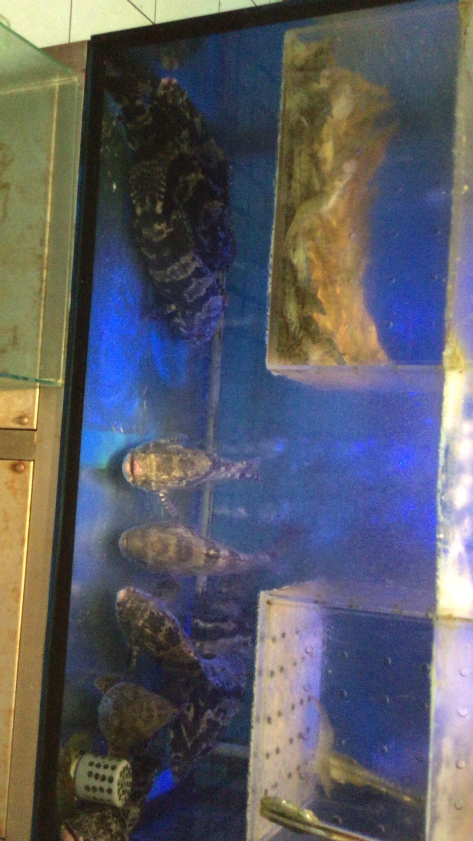 台湾1泊2日 台北夜市食べ歩き 九份観光の旅 ビスマルクさんの台北市の活動日記 Yamap ヤマップ