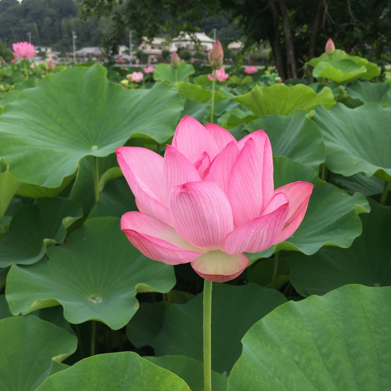 小山田神社のハス田と大泉寺の羅漢羅漢羅漢 のりのり さんの多摩市の活動データ Yamap ヤマップ