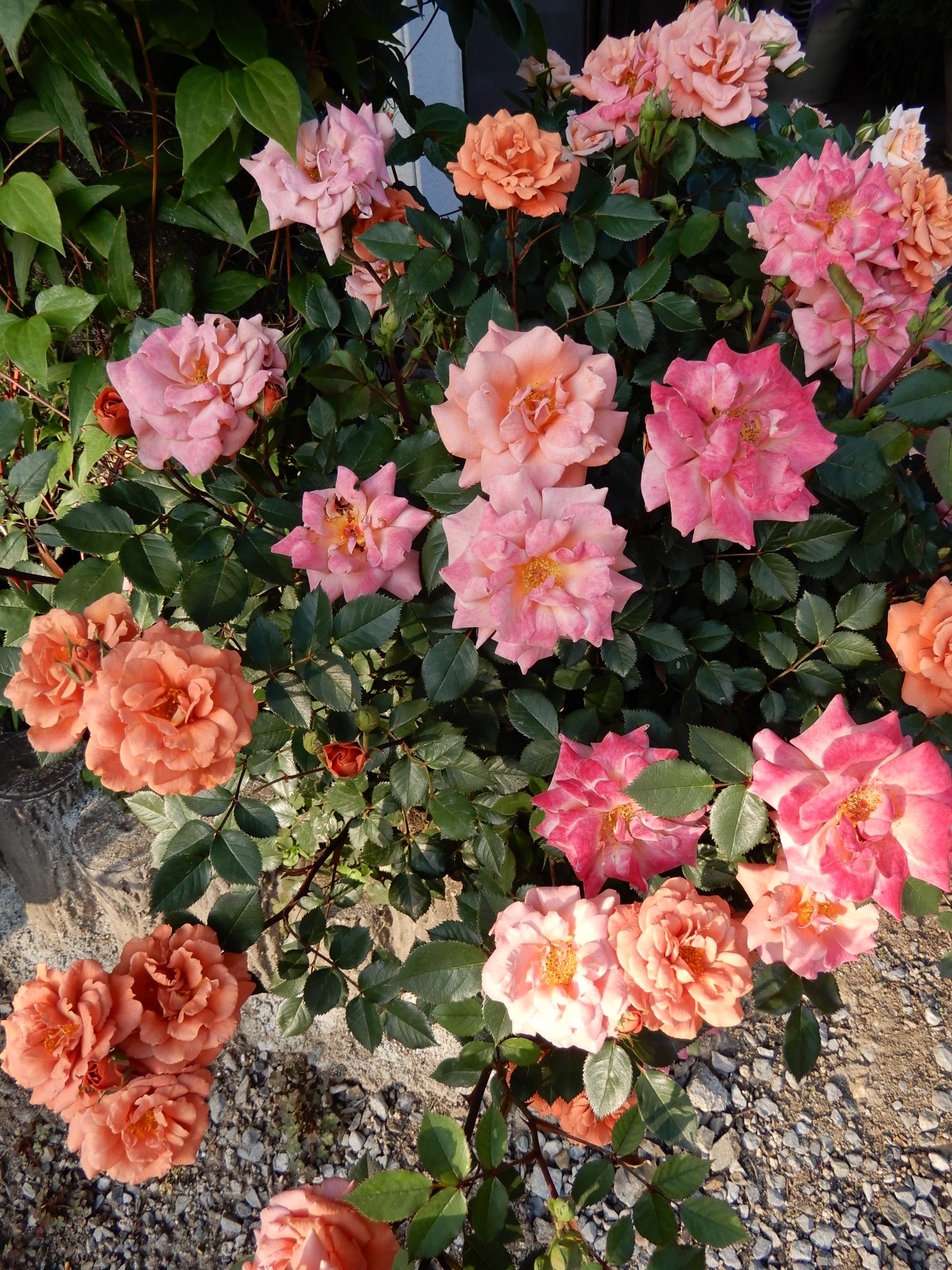 ようこそマイガーデンへ きーちゃんさんの大小山 妙義山 西場富士の活動日記 Yamap ヤマップ