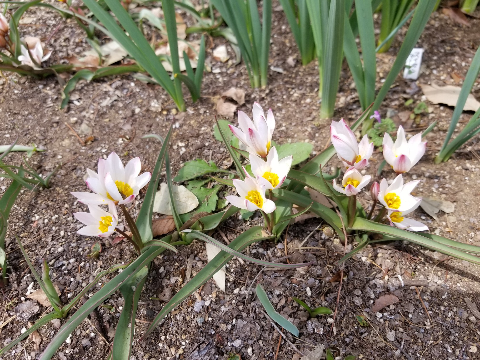 武蔵丘陵森林公園散歩2 春の花を求めて チャチャくぅさんの熊谷市の活動日記 Yamap ヤマップ
