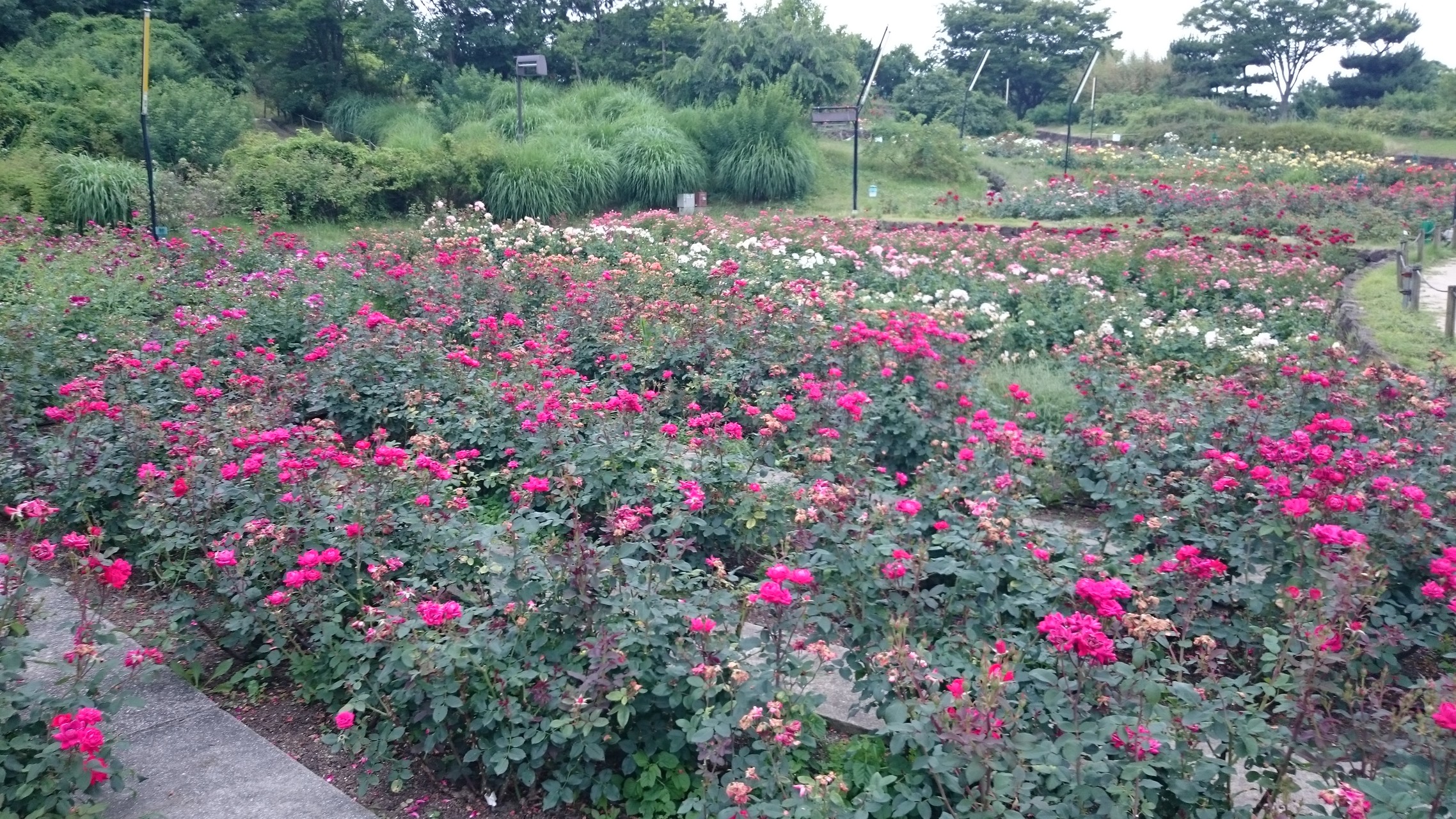 大阪街歩き 浜寺公園 バラ園まで わださんの大阪市の活動データ Yamap ヤマップ