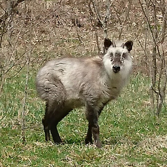 宇都宮アルプス 冒険活動センターから本山まで よしおさんの篠井富屋連峰 宇都宮アルプス の活動データ Yamap ヤマップ