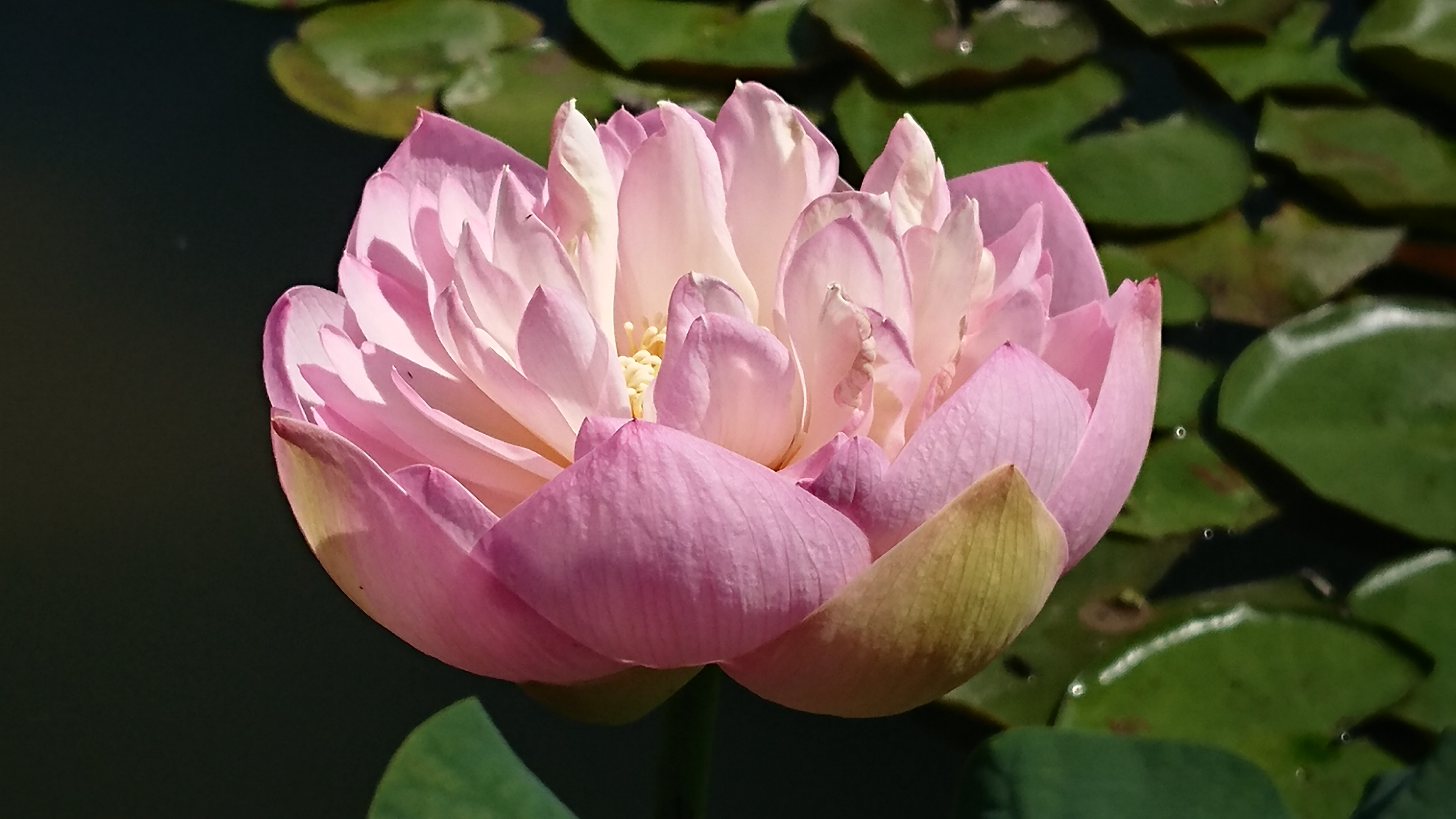 季節の中で 咲く花 花 そして安全祈願 富士さんの三草山の活動日記 Yamap ヤマップ
